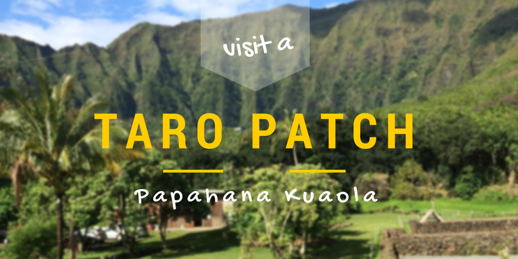 When in Hawaii…. Visit a Taro Patch!