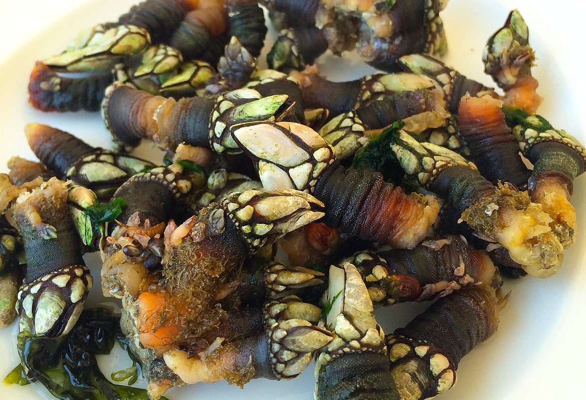 Percebes in Portugal: The Day We Ate Barnacles