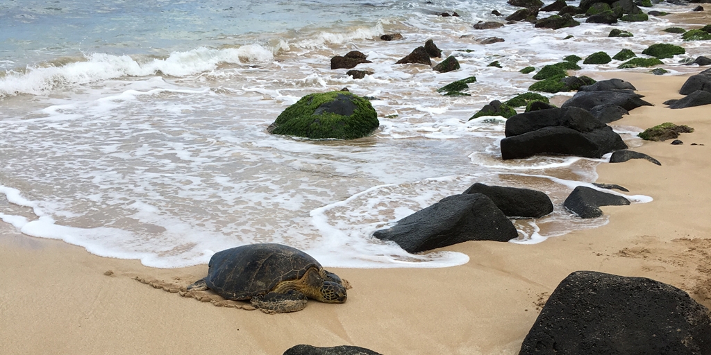 Protecting Hawaii’s Green Sea Turtles