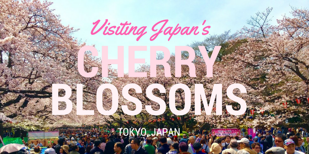 Japan’s Cherry Blossom Festival: Why Your Family Should Go See Them
